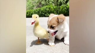 ПРИКОЛЫ С ЖИВОТНЫМИ ДО СЛЕЗ / Смешные КОТЫ 2021 / Приколы с КОТАМИ / Funny ANIMALS video #37