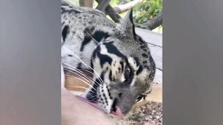 ПРИКОЛЫ С ЖИВОТНЫМИ ДО СЛЕЗ / Смешные КОТЫ 2021 / Приколы с КОТАМИ / Funny ANIMALS video #37