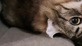 funny cat