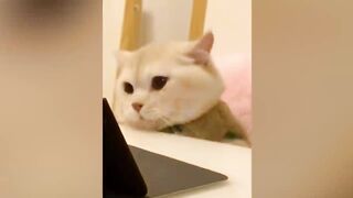 Dog Cat