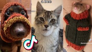 Funny Pet TikToks That Will Make You Ugly Laugh