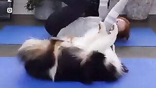 cute dog exercise with patner