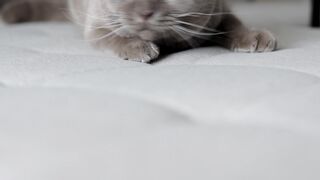 funny cat