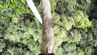 it takes a lot of guts to get real forest honey