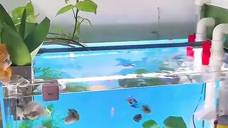 sinematic ikan hias