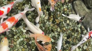 vidio ikan hias