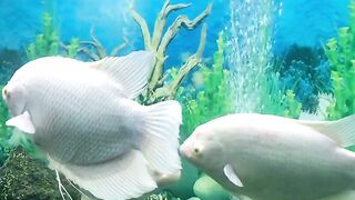 ikan hias