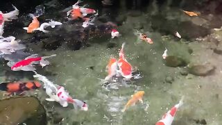 ikan hias