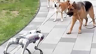 Real vs robot