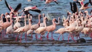 Life in Nature The Beauty of Natural Ecosystems