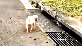 The sad life of three animals