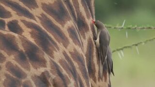Predators and Prey The Balance of Life in the Wild