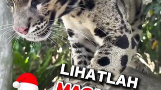 Kucing yang mungkin mirip sama macan