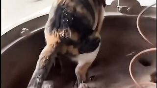 collection of funny videos