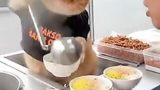 funny cat video