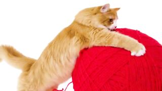 Fun and smiles with the most beautiful animals