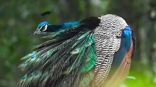 burung merak