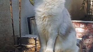 hewan kucing
