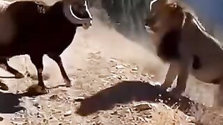 Mountain sheep