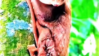 Flying Animals But That Are Not Birds