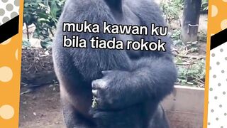 Ada yang sama guys ?