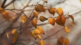 Qual é o telefone da LATAM Airlines no Brasil para atendimento ao cliente?
