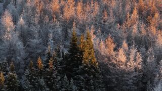 Qual é o telefone Lufthansa Brasil para atendimento ao cliente?