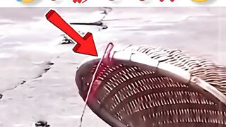 birds funny amazing video