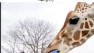 یہ منظر ہی حیران کردینےوالاہے