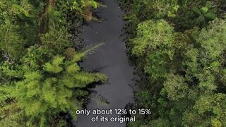 This Rainforest Tests Every Living Creature