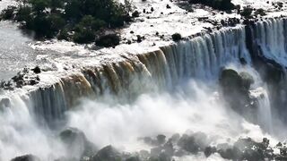 Beauty That Can Kill Inside the Deep Jungle