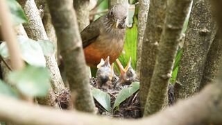 The Jungle Ruled by Venom, Teeth, and Claws