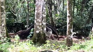 Where Every Step in the Rainforest Means Danger