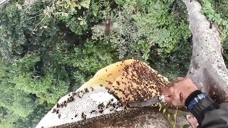 very extreme forest honey bee harvest
