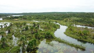 The Wild Jungle That Shows No Mercy