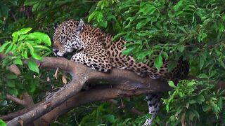 Inside a Jungle Built for Survival, Not Safety