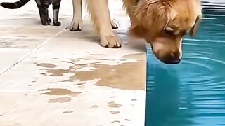 Cat and dog