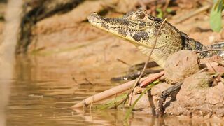 A Place Where Nature Decides Who Lives
