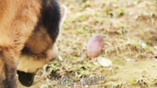 The Jungle Where Danger Never Sleeps