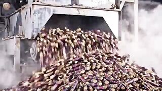 How They Harvest Sugarcane for Sugar Inside a Cane Sugar Factory (Full Process)