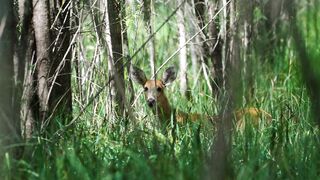 Deadly Life Beneath the Green Canopy