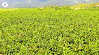 Transporting Tons of Bananas This Way - Grows and Harvest Agricultural  Agriculture Technology