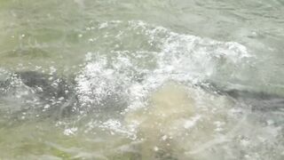 Anaconda The Giant Hunter of the Rainforest