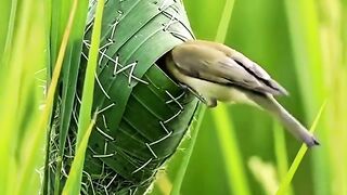 Bird smart work