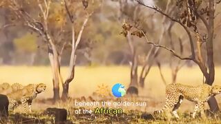 Lion The True King of the Savannah