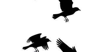 Fly in