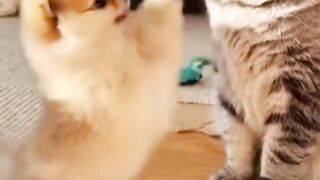 Tiny Puppy Fights