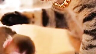 Feisty Kitten vs. Bully Cub