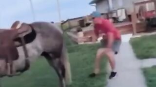 Knockout by a horse
