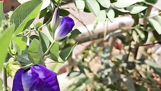 Morning Flowers
